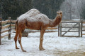 Mount Vernon Camel at Christmas - photo by army.arch @ Flickr